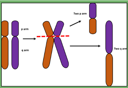 <ul><li><p><span>mis-division of the centromere results in duplication of one arm and loss of another</span></p><ul><li><p><span>Found in some cancers</span></p></li></ul></li></ul><p></p>