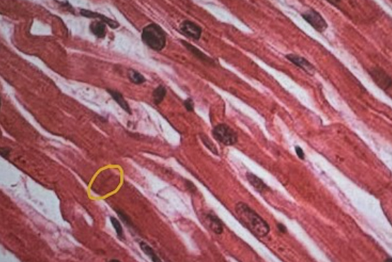 <p>Identify the specific type of tissue</p>