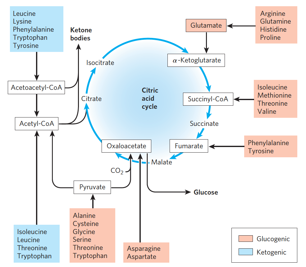<p>Alanina (forma piruvato por transaminação)</p><p>Cisteína (forma piruvato por dessulfuração e desaminação não oxidativa)</p><p>Serina (forma piruvato por desaminação não oxidativa)</p><p>Glicina (forma piruvato mediante transformação em serina)</p><p>Aspartato (forma oxaloacetato mediante (trans)desaminação)</p><p>Asparagina (forma oxaloacetato mediante desamidação em aspartato)</p><p>Metionina (origina succinil-CoA mediante transformação em propionil-CoA)</p><p>Valina (origina succinil-CoA mediante transformação em propionil- CoA)</p><p>Glutamato (origina a-cetoglutarato por (trans)desaminação)</p><p>Arginina (origina a-cetoglutarato mediante transformação em glutamato)</p><p>Glutamina (origina a-cetoglutarato mediante desamidação em glutamato)</p><p>Histidina (origina a-cetoglutarato mediante transformação em glutamato)</p><p>Prolina (origina a-cetoglutarato mediante transformação em glutamato)</p>