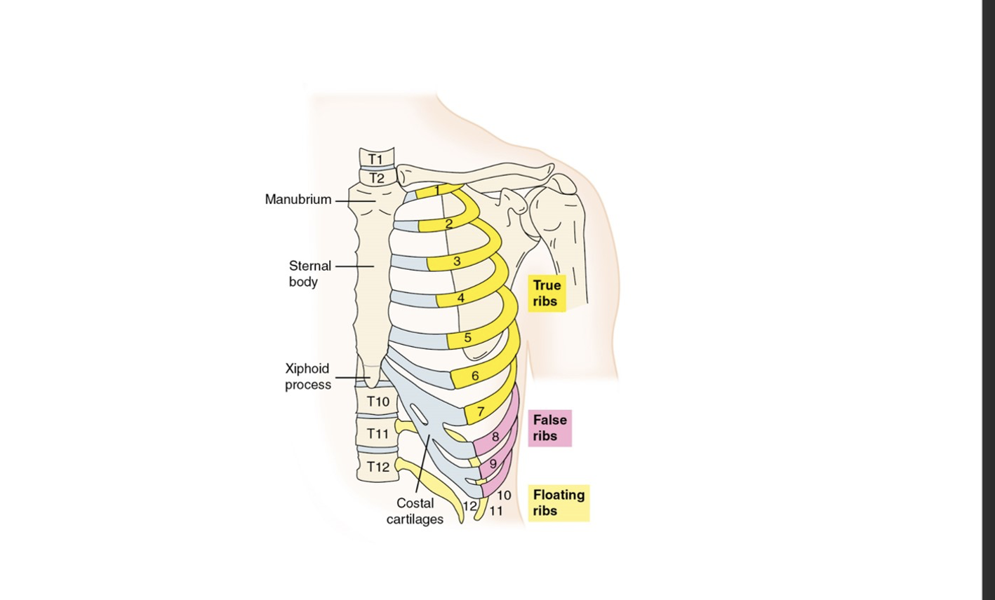 <p>is a structure formed by the ribs, sternum, and thoracic vertebrae that protects the thoracic organs and supports the upper body. It also plays a role in respiration. </p>