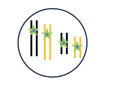 <p>DNA replication (S phase)</p><p>4 DNA molecules </p><p>2 Homologous pairs </p><p>8 Chromatid</p><p>4 Sister chromatids </p>