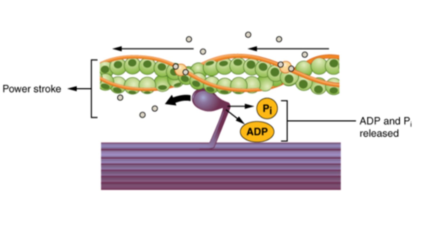 <p>- When the myosin head binds to actin, it flexes and pulls the actin slightly towards the centre of the sarcomere (this is called the power stroke)</p><p>- ADP and Pi are released in this process</p>