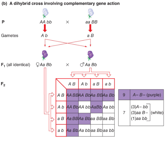 <p>F1 generation - progeny are identical.<br>F2 generation -<br>phenotypic ratio: 9:7<br><br>Heterogenous trait - mutation in any one of a number of genes can give rise to the same phenotype.<br><br>Purple:<br><em>A</em>_<br><em>B_ </em><br>White:<br><em>A</em>_ <em>bb</em><br><em>aa B_</em><br><em>aa bb</em><br><br>One functional dominant A and B allele are needed for purple colour.<br>Flower colour is heterogenous trait with complementary gene action.</p>