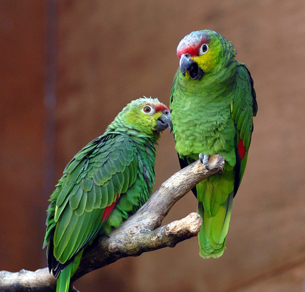 <p>parrot</p>