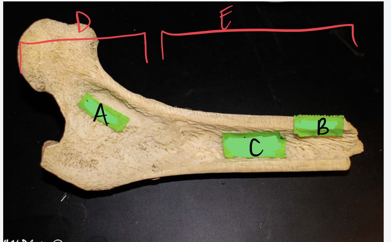 <ul><li><p>bone name</p></li><li><p>label</p></li><li><p>____: active; produces stem cells for blood cells</p></li><li><p>____: inactive; stores blood stem cells, cartilage, fat</p></li></ul>