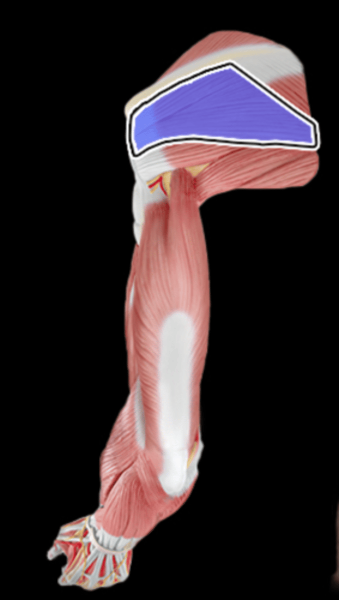 <p>What Muscle Is Highlighted?</p>