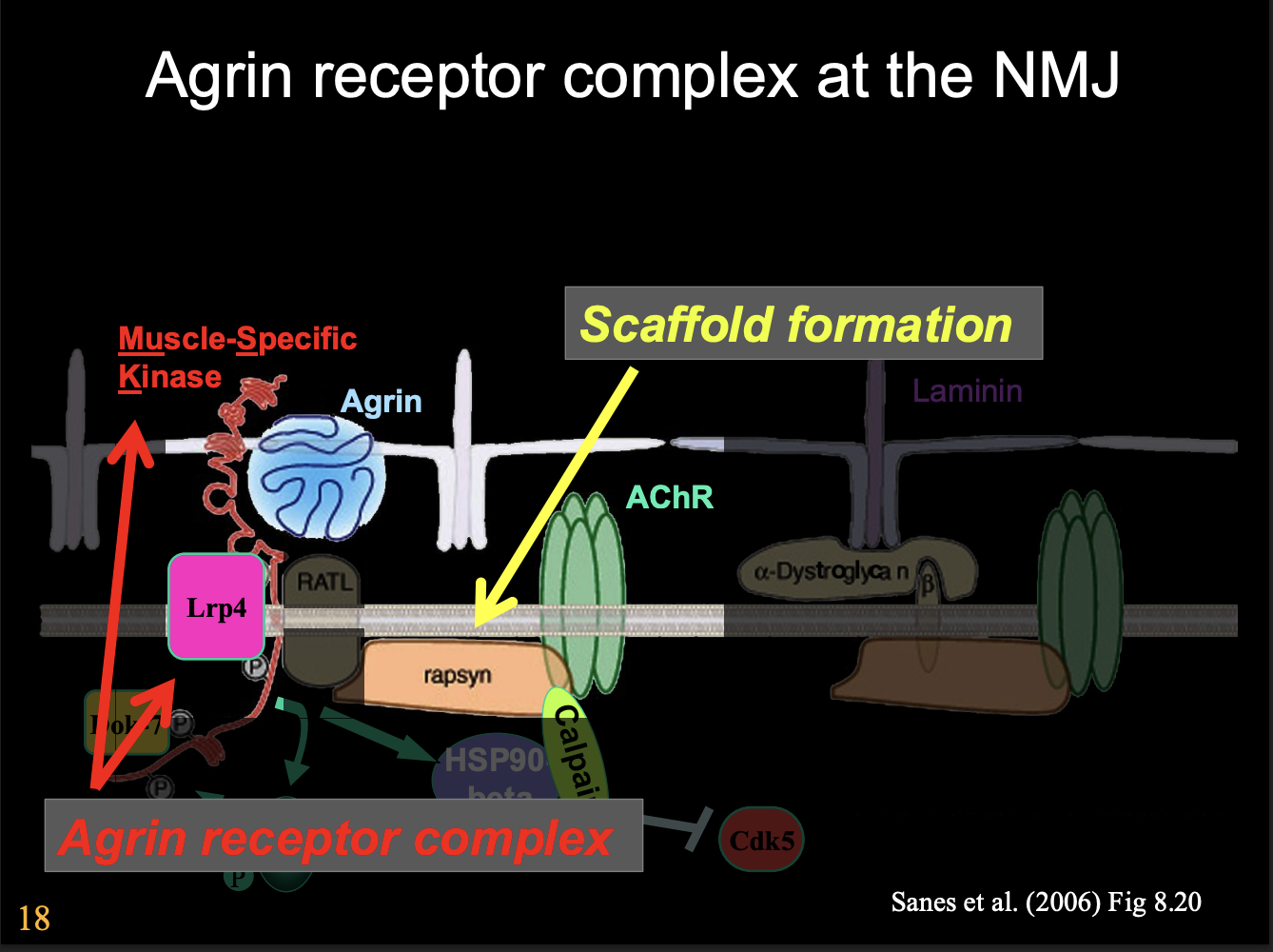 <ol><li><p>Agrin receptor complex</p><ul><li><p>with Muscle-Specific Kinase</p></li></ul></li><li><p>Scaffold formation</p></li></ol><p></p>