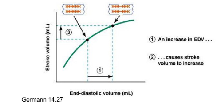 <p>stroke volume increases in proportion with EDV</p>