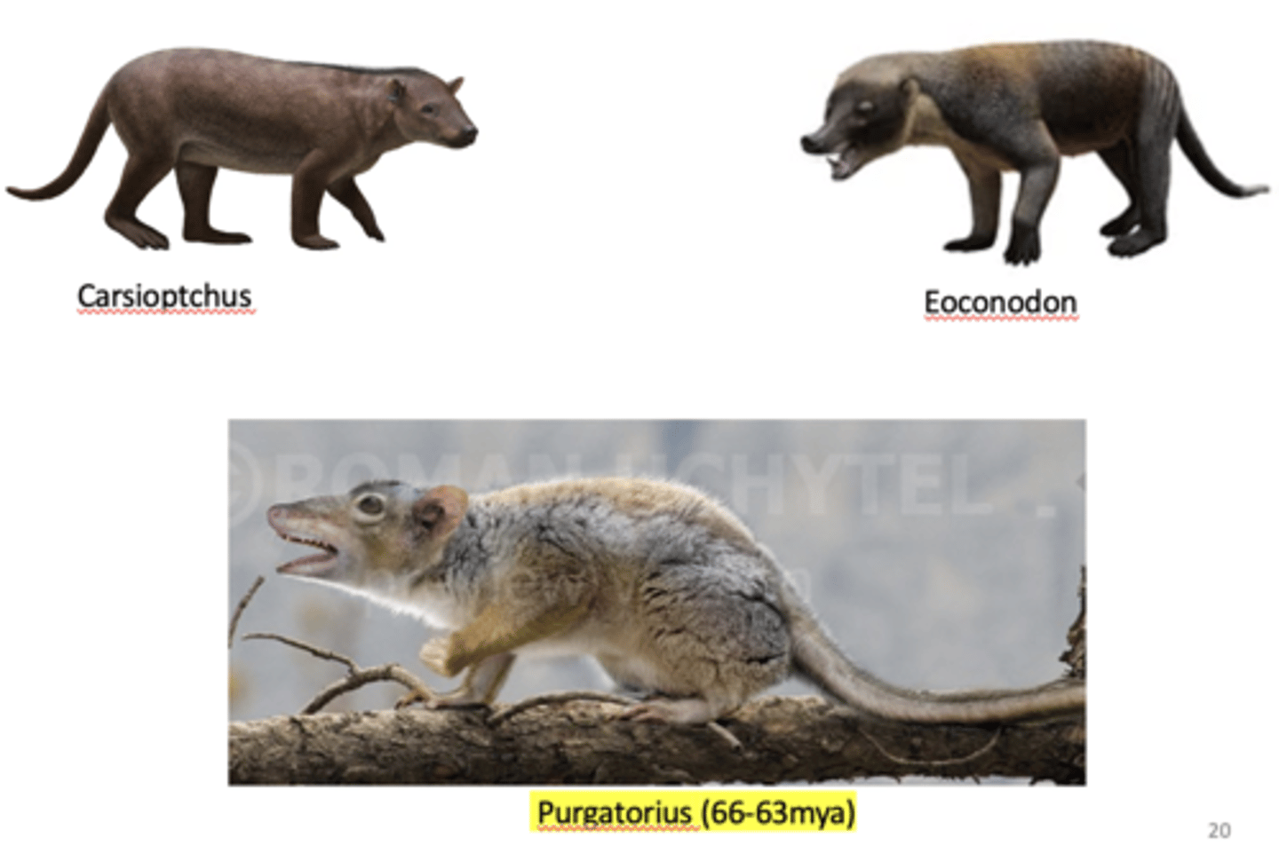 <p>1) Carsioptchus</p><p>2) Eoconodon</p><p>3) Purgatorius (66-63mya)</p>