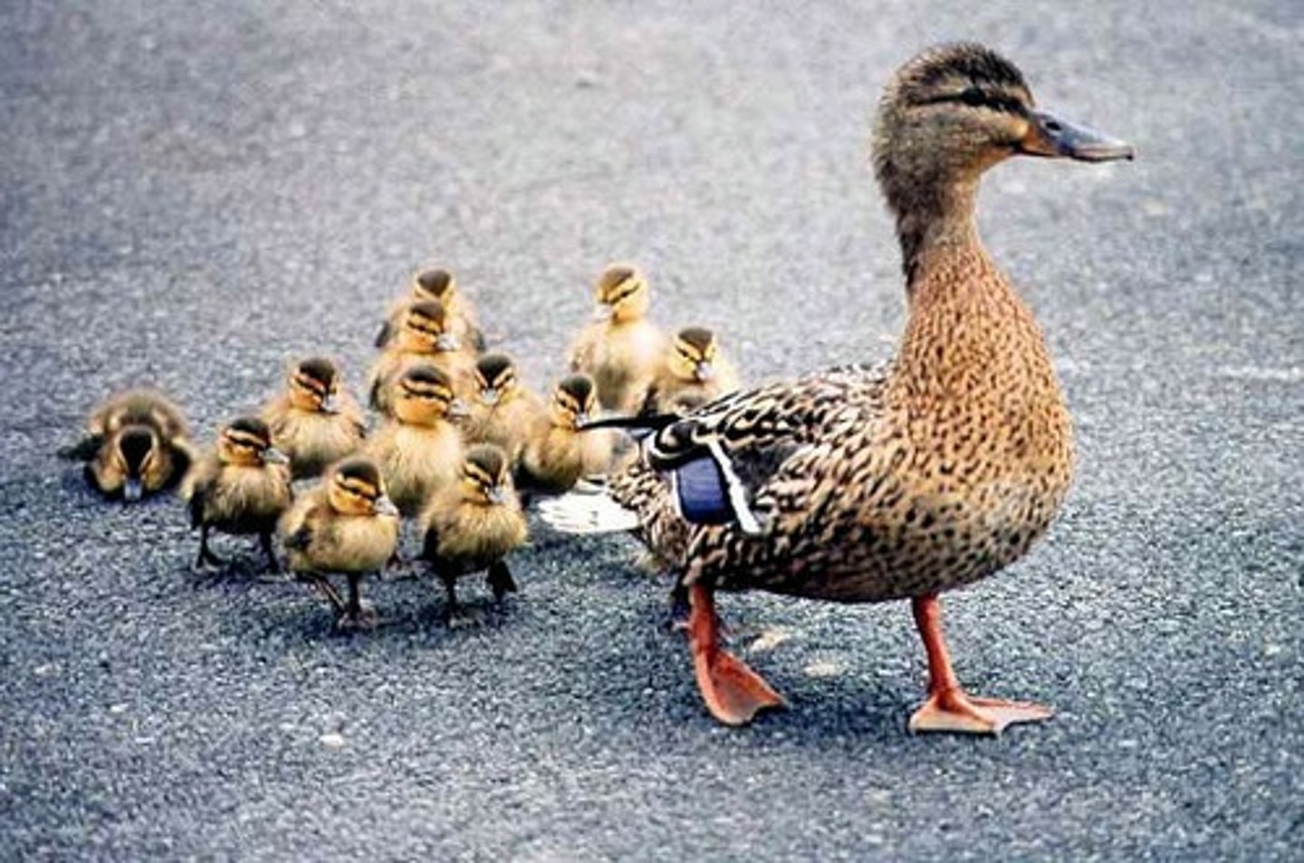 <p>to follow</p>