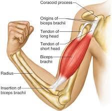 <p>2-headed muscle on anterior of humerus</p>