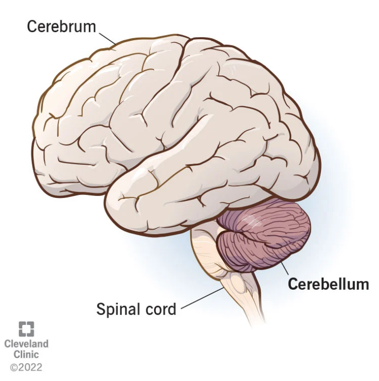 coordinates voluntary movements, processes sensory inputs, enables nonverbal + learning memory (located below occipital lobes of brain, lower rear of brain, the hanging BALLS of brain) (98)