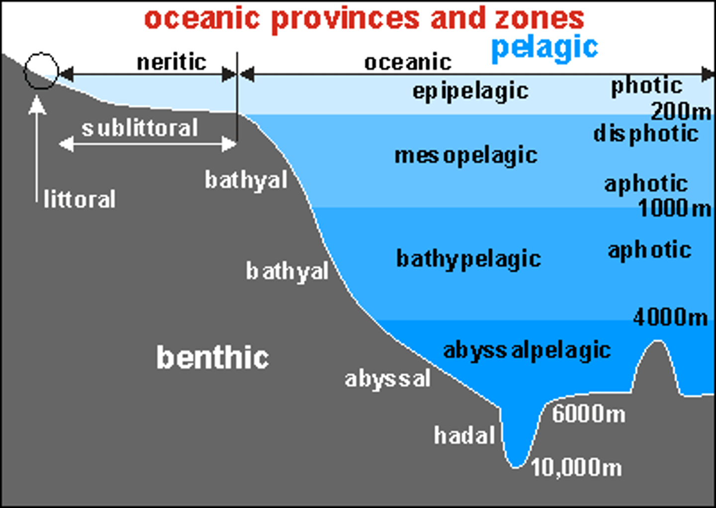 <p>Photic Zone = Light.</p><p>Aphotic Zone = No Light.</p><p>Benthic Zone = Covers ocean floor at all depths.</p>