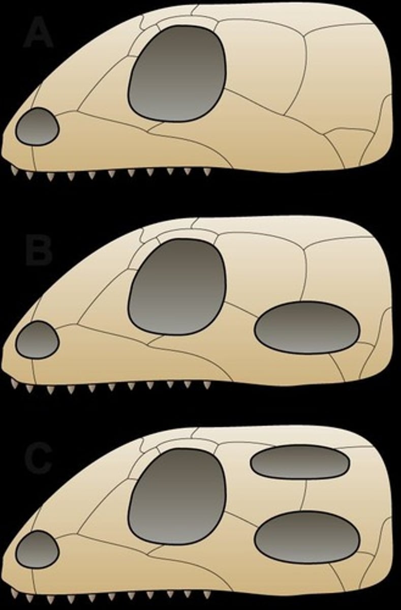 <p>Synapsids have one opening (fenestra) behind the eye, while Sauropsids can have anapsid or diapsid skulls.</p>