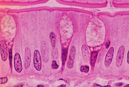 <p>Parts of the cell</p>