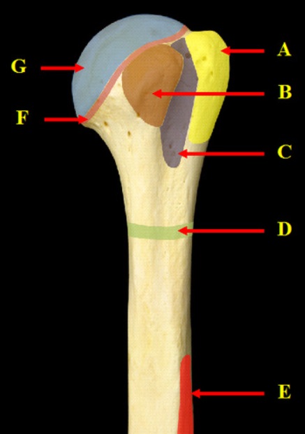 <p>Identify G. (and you should be able to identify all of the other colored parts of this diagram as well.)</p>