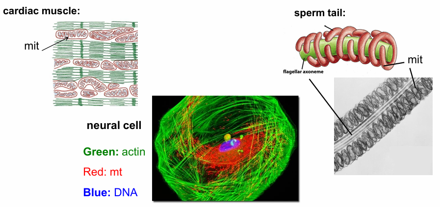<ul><li><p>Cells requiring a lot of ATP will have more mitochondria </p></li></ul><p></p><p>Cardiac Muscle: (Top Left) </p><ul><li><p>Actin bundles (green) required for continuous muscle cell contraction </p></li><li><p>Arrays of mitochondria present (red) throughout the cells </p></li><li><p>They constantly provide ATP to fuel cardian muscle contraction </p></li></ul><p></p><p>Sperm Cell: (Top Right) </p><ul><li><p>Moves rapidly, so needs a lot of E to maintain this movement</p></li><li><p>TEM image: Flagellar Axoneme Middle Cross-Section</p><ul><li><p>Surrounding it is mitochondria</p></li><li><p>Forms mitochondrial tubules that wrap around the axoneme </p></li></ul></li></ul><p></p><p>Neural Cell: (Bottom Left)&nbsp;</p><ul><li><p>Needs a lot of E to function&nbsp;</p></li><li><p>Nucleus (Blue labelled with DAPI)&nbsp;</p></li><li><p>Actin (Green labelled with phalloidin)&nbsp;</p></li><li><p>Mitochondria (Red labelled with antibody to mitochondrial-specific protein)&nbsp;</p></li><li><p>Mitochondria doesn’t show up at punctate dots but as a network of tubules&nbsp;</p></li></ul><p></p>