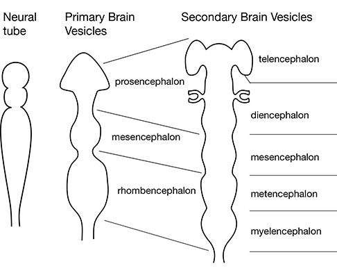<p><span><strong><span> Brain Development: Vesicles and Flexures</span></strong></span></p>