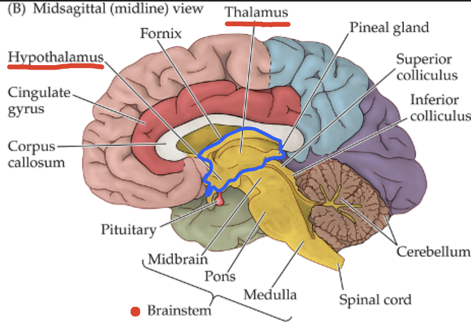 <p>Thalamus: sensory processing unit with over 50 individual regions; </p><p>Hypothalamus: maintains internal body balance (homeostasis)</p>