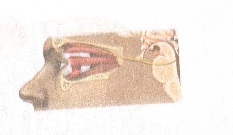 <p>Name this cranial nerve</p>