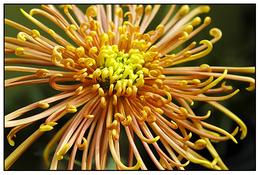 <p><em>Chrysanthemum</em></p>