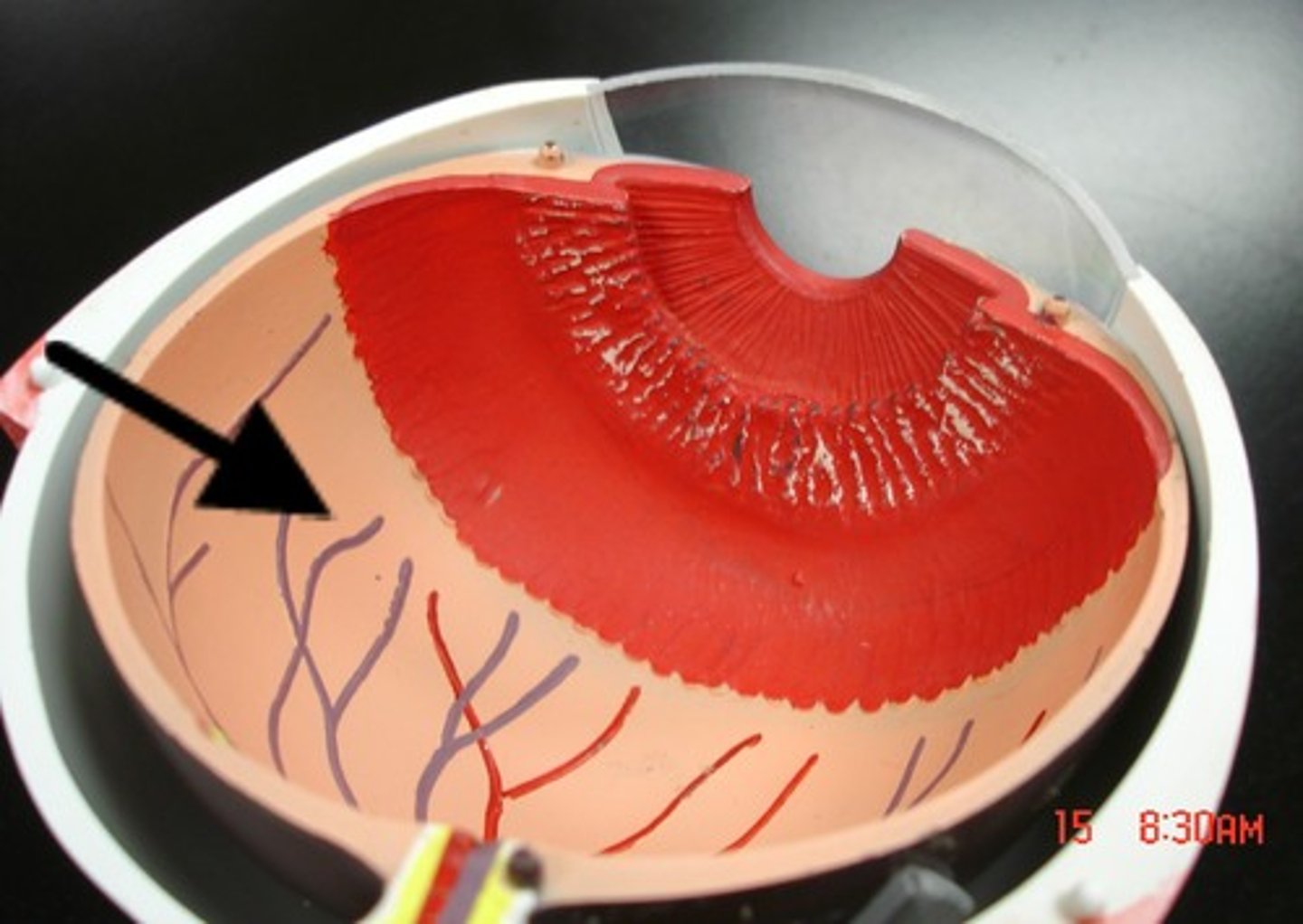 <p>back of eye, made of photoreceptors, turns light into nueroimpulses for sight</p>
