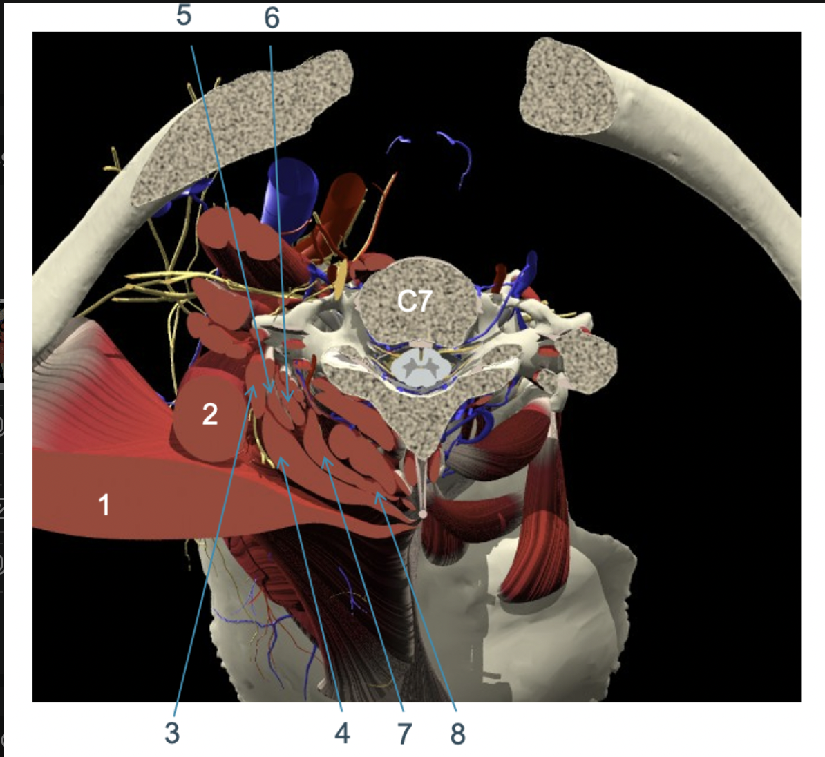<p>transversale doorsnede thv C7: 7</p>