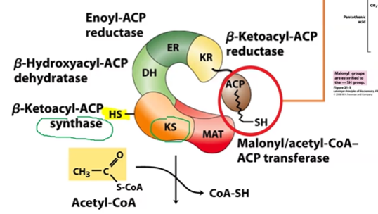 <p>KS = synthase, thiol group</p><p>MAT = transferase</p><p>DH = DHatase</p><p>ER = reductase</p><p>KR = reductase, has ACP</p><p>ACP = acyl carrier protein, thiol group, activate Carbonyl groups</p>