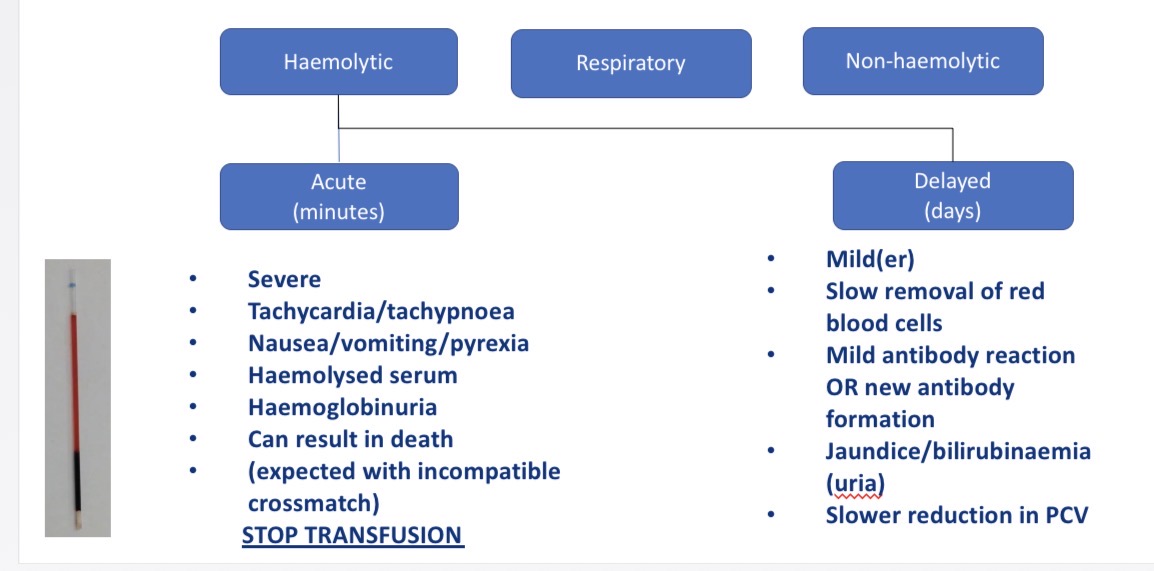<p>Types of haemolytic transfusion reactions - CS, what to do</p>