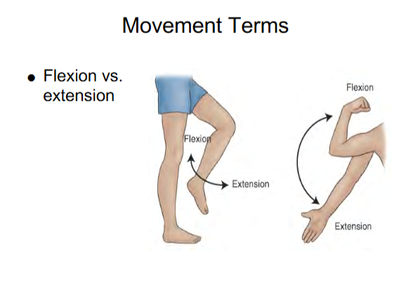 <ul><li><p>Flexion decreases the angle of the joint</p></li></ul><p>Flexion for legs </p><ul><li><p>Bend leg</p></li></ul><p>Flexion for arms</p><ul><li><p>Bend Elbow</p></li></ul><p></p>