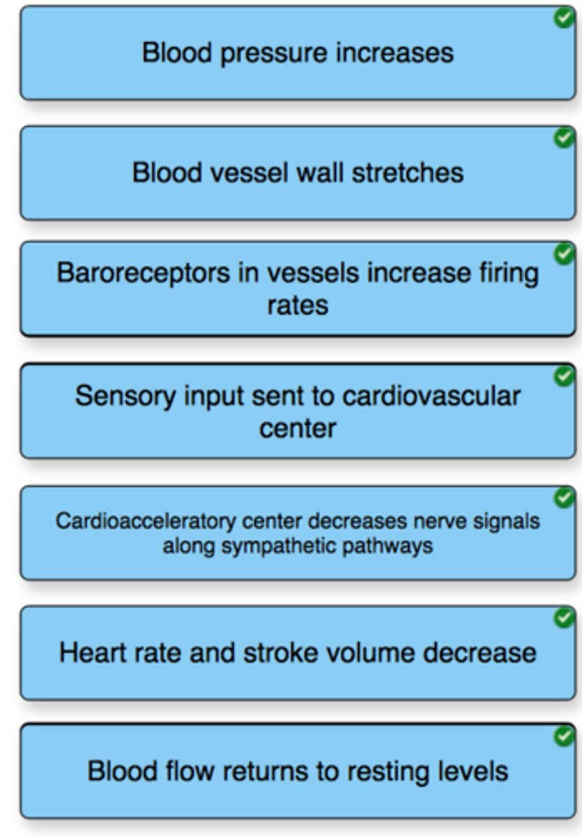<p>Tone of smooth muscles in blood vessels.</p>