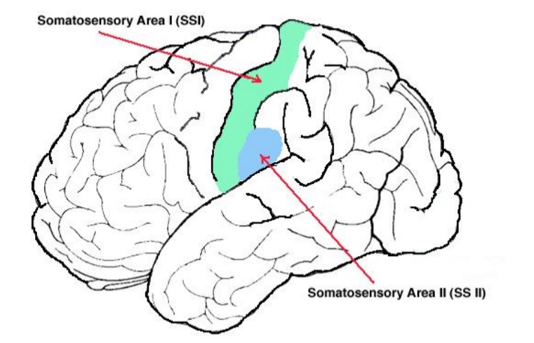<ul><li><p>Analogous to retinotopy found in vision</p></li><li><p>Adjacent areas on skin: Connected to adjacent areas in brain, called homunculus</p></li></ul><p></p>