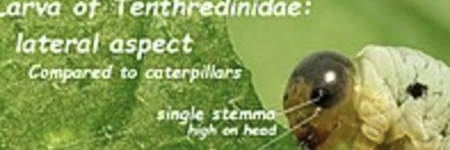 <p>Simple larval eyes capable of basic image formation; used by holometabolous larvae.</p>