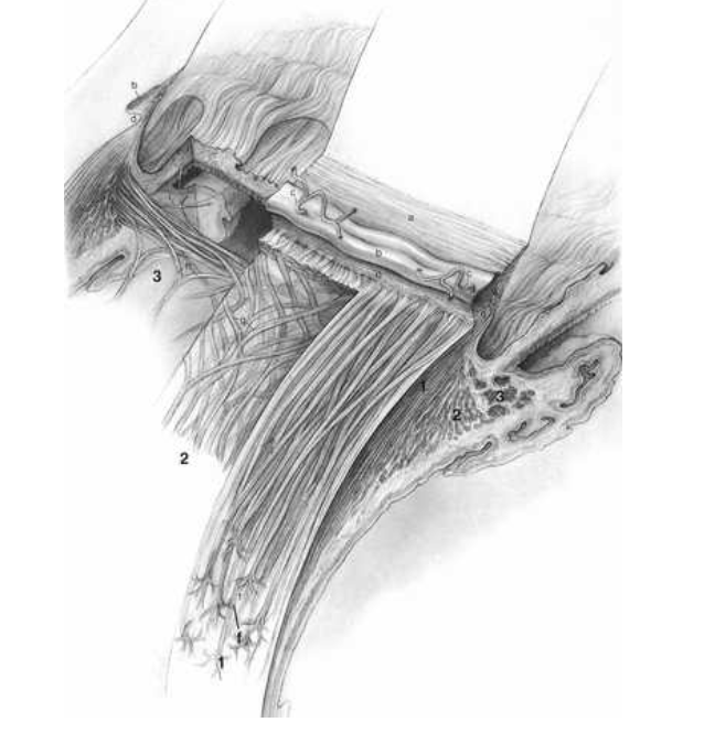 <p>ciliary muscle </p>