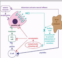 <p>food enters stomach, causes stomach to stretch, causes mechanoreceptor neural reflex causng peptic acid release, peptides in the food stimulate G cells to release gasterin, increases pH as food nutrilises acid in the stomach preventing D cell activity&nbsp;</p>