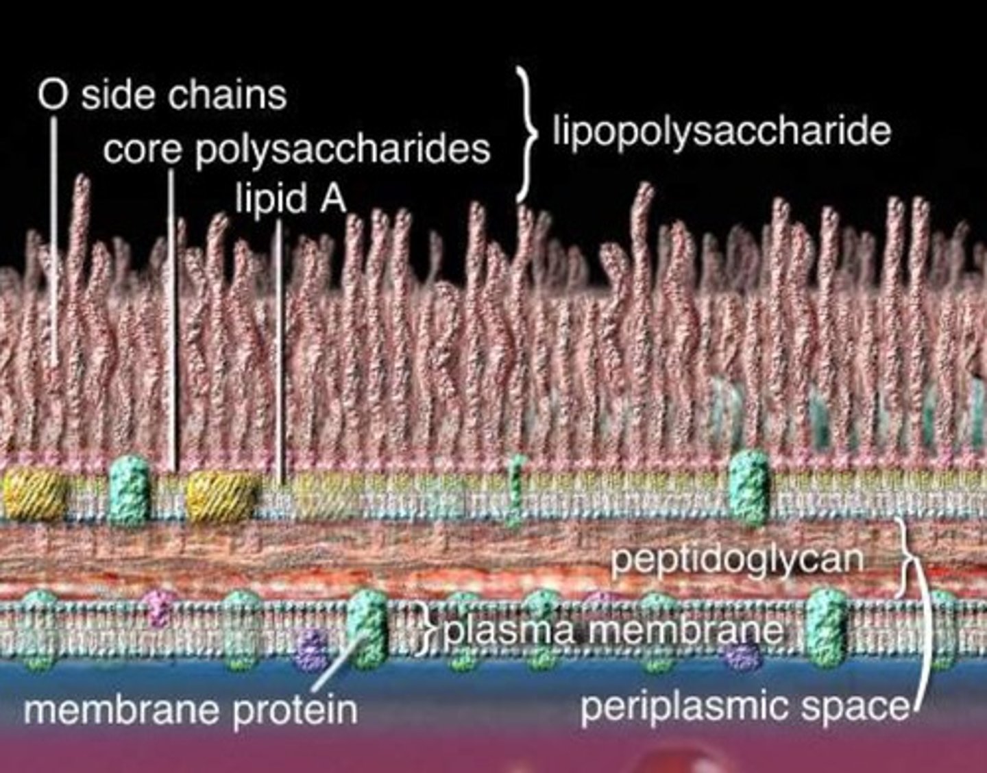 <p>Cell wall is ~2 layers of peptidoglycan thick</p>