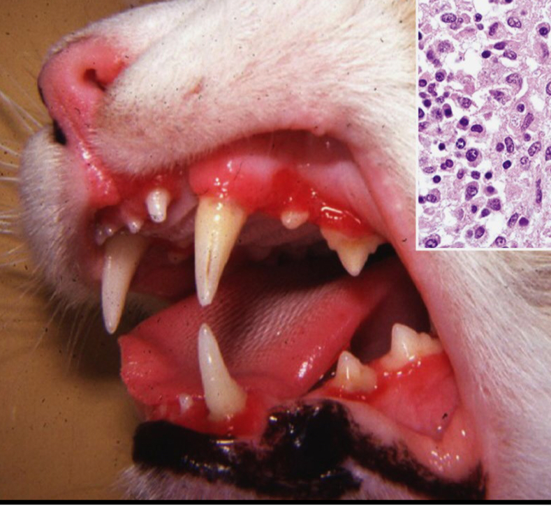<p>Ulcerative/raised and proliferative erythematous (reddened) lesions</p>