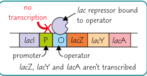 <p>The regulatory gene (lacl) produces the lac repressor, which is a transcription factor that binds to the operator site when there is no lactose present. This blocks transcription because RNA polymerase can’t bind to the promotor</p>