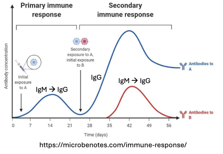 <ul><li><p><span><span>Transcriptionally poised to respond → faster response</span></span></p></li><li><p><span><span>Enhanced signaling response (Ca</span><sup><span>2+ </span></sup><span>mobilization) → larger response</span></span></p></li><li><p><span><span>Higher levels of costimulatory molecules (CD80, CD40)</span></span></p></li><li><p><span><span>Less reliant on T cell help (less bottleneck)</span></span></p></li><li><p><span><span>Already class switched and high affinity Igs (IMAGE) </span></span></p></li></ul><p></p>