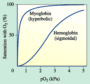 <p>It’s so different because myoglobin has a very high oxygen affinity compared to haemoglobin in order to act as an oxygen store.</p><p>This means it will associate with oxygen readily but only disassociate at very low partial pressures.</p>
