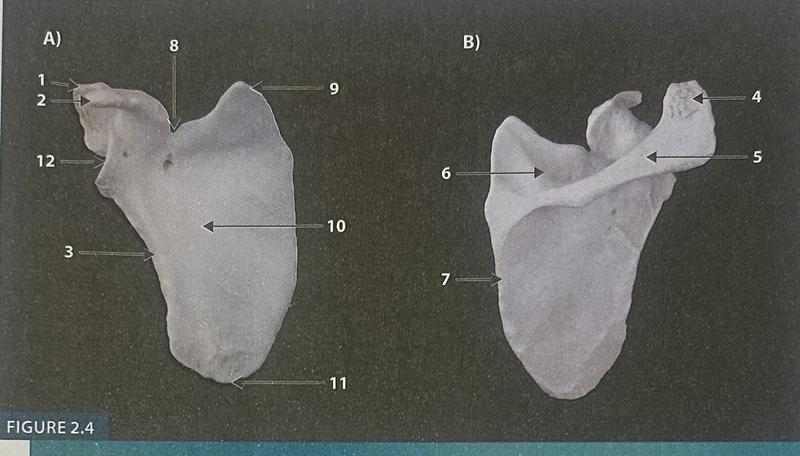 <p>1</p>