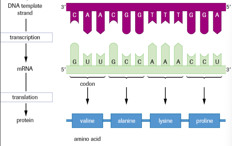 <ul><li><p>transcription: 5’ - GUUGCCAAACCU - 3’</p></li><li><p>forms mRNA</p></li><li><p>translation: Val - Ala - Lys - Pro &nbsp;</p></li><li><p>forms polypeptide chain, one or more fold to become functioning protein</p></li></ul><p></p>