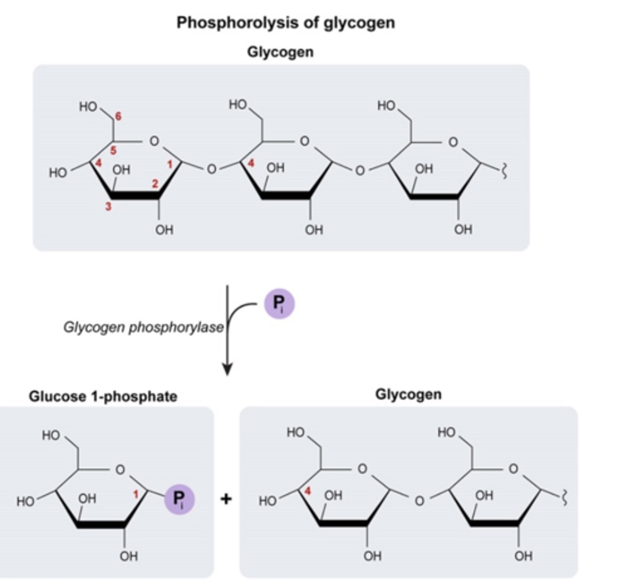 <p>addition of a phopshate to glycogen results in release of glucose 1-phosphate and a glycogen molecule that is one glucose unit shorter</p>