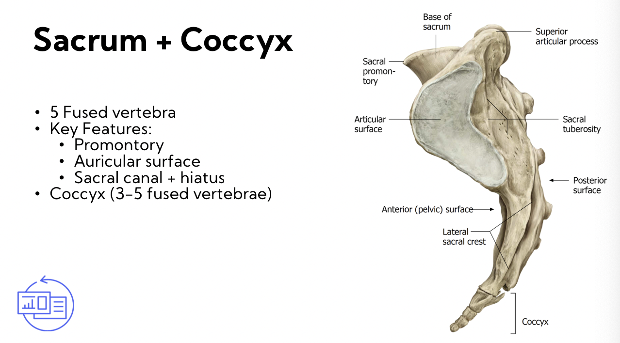 key features:

* promontory - anterior aspect 
* Auricular aspect - lateral aspect (articulates on the ilium of pelvis) 