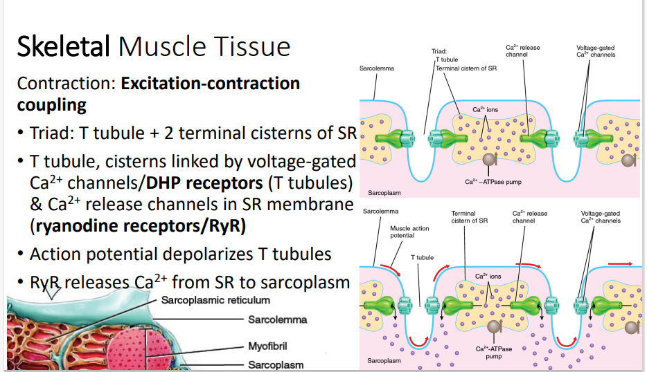 <ol><li><p>Triad: T tubule + 2 terminal cisterns of SR</p></li><li><p>T tubule, cisterns linked by voltage-gated Ca2+ channels/DHP receptors (T tubules) &amp; Ca2+ release channels in SR membrane (ryanodine receptors/RyR)</p></li><li><p>Action potential depolarizes T tubules</p></li><li><p>RyR releases Ca2+ from SR to sarcoplasm</p></li></ol><p><strong>SUMMARY: </strong>Action Potential → Sarcolemma → Depolarization DHP receptors (T-tubules) → (+) RyR channels (SR) → Ca²⁺ released to sarcoplasm → bind to Troponin C → conformational change of Troponin → Tropomyosin moves → Exposes myosin-binding sites on actin → Myosin heads → Bind to actin → Initiates sliding filament mechanism = Muscle contraction → cross bridging cycle may begin</p><p>After Contraction → Ca²⁺ reuptake (via active transport by Ca²⁺-ATPase) → Ca²⁺ pumped back into SR = Reduced sarcoplasmic Ca²⁺ = Muscle relaxes</p><p><span style="color: blue">1. <strong>Triad Structure:</strong></span></p><ul><li><p><span style="color: blue"><strong>Triad:</strong> Composed of one <strong>T-tubule</strong> (transverse tubule) and two <strong>terminal cisternae</strong> of the sarcoplasmic reticulum (SR).</span></p></li><li><p><span style="color: blue"><strong>Purpose:</strong> The triad allows efficient communication between the T-tubules and the sarcoplasmic reticulum to trigger calcium release.</span></p></li></ul><p><span style="color: blue">2. <strong>Action Potential Depolarizes T-Tubules:</strong></span></p><ul><li><p><span style="color: blue">An action potential generated at the <strong>sarcolemma</strong> propagates down the T-tubules.</span></p></li><li><p><span style="color: blue">This depolarization activates <strong>DHP receptors</strong> (voltage-sensitive dihydropyridine receptors) located on the T-tubules.</span></p></li></ul><p><span style="color: blue">3. <strong>Coupling with the Sarcoplasmic Reticulum:</strong></span></p><ul><li><p><span style="color: blue"><strong>DHP Receptors</strong> are mechanically linked to <strong>RyR (ryanodine receptors)</strong>, which are calcium-release channels in the SR membrane.</span></p></li><li><p><span style="color: blue">When DHP receptors sense depolarization, they trigger the opening of RyR channels.</span></p></li></ul><p><span style="color: blue">4. <strong>Calcium Ion Release:</strong></span></p><ul><li><p><span style="color: blue"><strong>RyR Channels</strong> release stored <strong>Ca²⁺ ions</strong> from the sarcoplasmic reticulum into the sarcoplasm.</span></p></li><li><p><span style="color: blue">The increase in sarcoplasmic Ca²⁺ concentration is essential for initiating muscle contraction.</span></p></li></ul><p><span style="color: blue">5. <strong>Calcium's Role in Contraction:</strong></span></p><ul><li><p><span style="color: blue">The released <strong>Ca²⁺ ions</strong> bind to <strong>troponin</strong>, which is part of the thin filament (actin).</span></p></li><li><p><span style="color: blue">This binding causes a conformational change that moves <strong>tropomyosin</strong>, exposing myosin-binding sites on actin.</span></p></li><li><p><span style="color: blue">The myosin heads then bind to actin, leading to the <strong>sliding filament mechanism</strong> and muscle contraction.</span></p></li></ul><p><span style="color: blue">6. <strong>Calcium Reuptake:</strong></span></p><ul><li><p><span style="color: blue">After the contraction signal ends, <strong>Ca²⁺-ATPase pumps</strong> in the SR membrane actively pump Ca²⁺ back into the SR.</span></p></li><li><p><span style="color: blue">This reduces sarcoplasmic Ca²⁺ levels, allowing the muscle to relax.</span></p></li></ul><p></p>