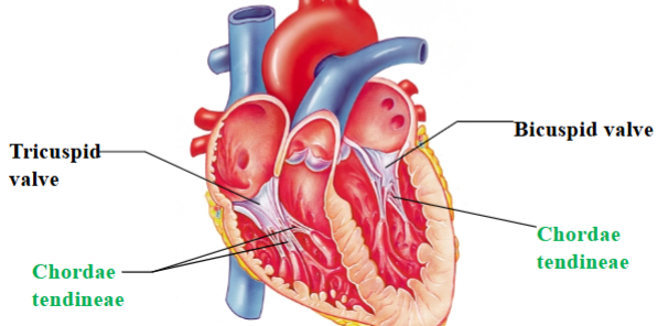 <ul><li><p><span style="background-color: transparent;"><span>Named by # of cusps per valve</span></span></p></li><li><p><span style="background-color: transparent;"><span>Cusps formed of endocardium reinforced with dense CT</span></span></p></li><li><p><span style="background-color: transparent;"><span>Chordae tendineae prevent valves from inverting into the atria when the ventricles contract</span></span></p></li></ul><p></p>
