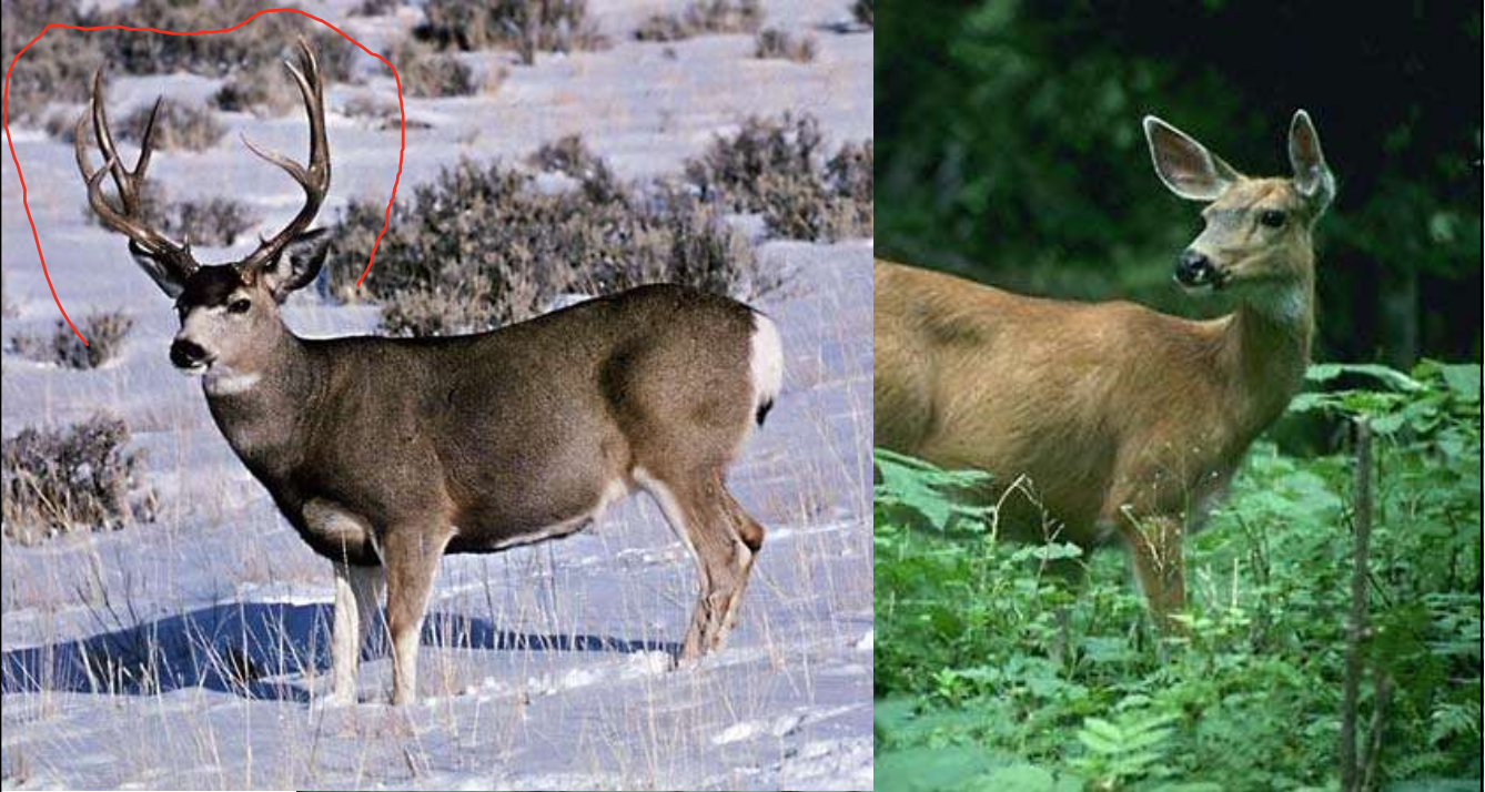 <p>mule deer</p>