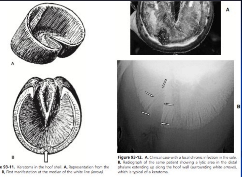 <p><span style="background-color: transparent;"><strong><span>Hoof Wall Incongruity</span></strong></span></p>