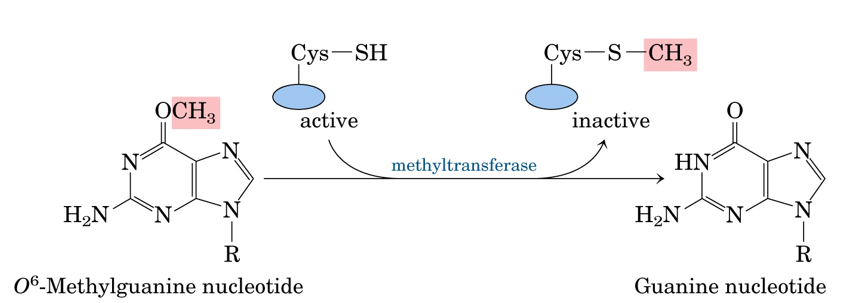 <p>Direct Reversal of Guanine Methylation by O6-meG-DNA-methyltransferase: </p><p>__________ nucleotide: Mutagenic because it can ambiguously base pair with either C or T during replication</p><p>Mgnt expression status of human tumors is relevant with regard to their sensitivity to________chemo agents</p><p>________nucleotide: base pairs only with C</p>