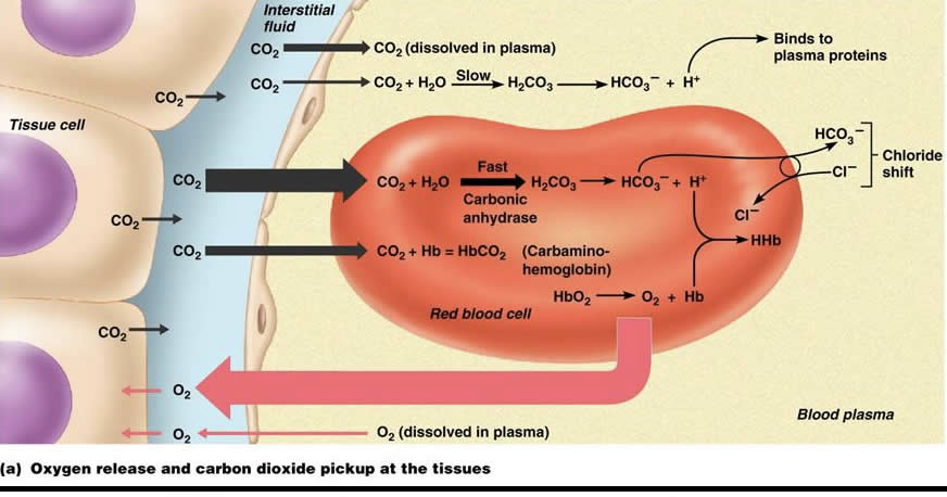 <p>Summarize the 3 different gas exchange processes that are occurring here with CO2… remember, this is oxygenated blood at the tissues.</p>